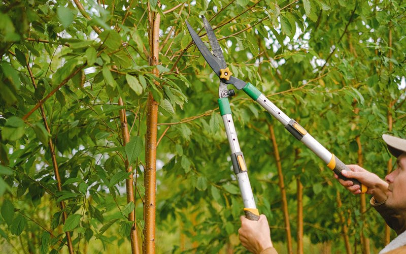 Tree trimming in Worthington, IA